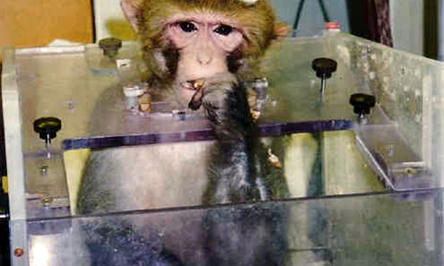 Macaque in a Box Chair