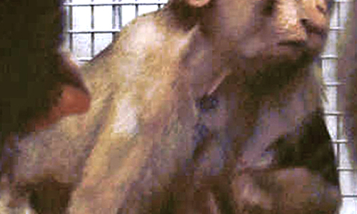Two Caged Baby Macaques