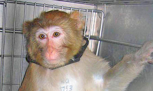 Baby Macaque Caged with Collar