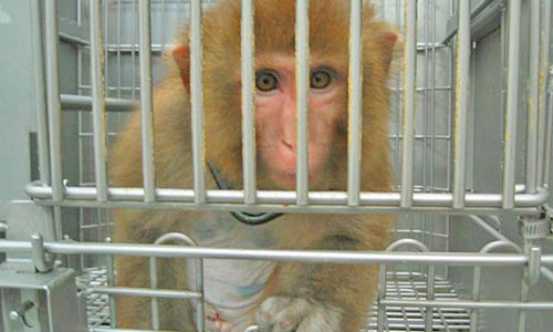 Curious Baby Macaque, Restrained in Cage