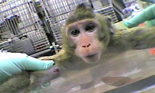 Baby Macaque Held Down with Lab Tech in Green Gloves
