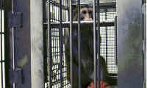 Primate Isolated in the Lab