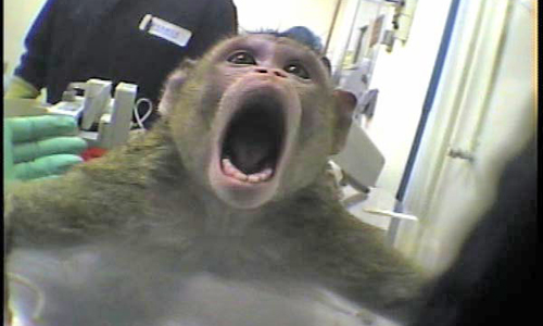 Baby Macaque Screaming Before Sedation