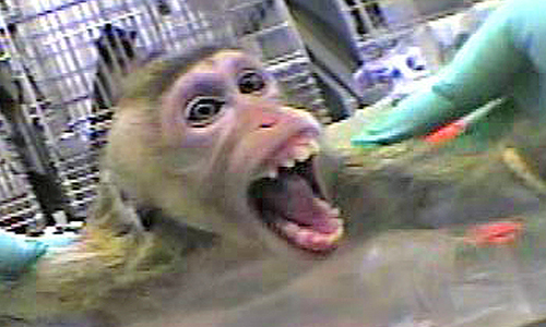 Primate Surgery in the Lab