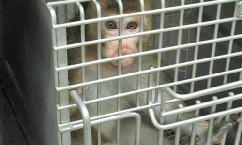 Baby Macaque in a Tiny Cage